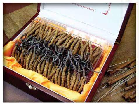 简阳冬虫夏草回收